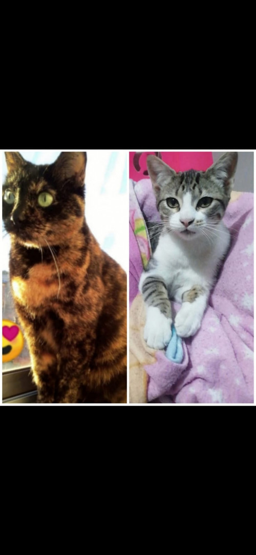Luna Y Pola