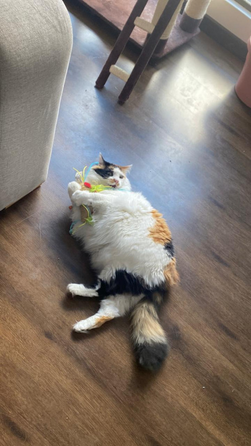 Eevee