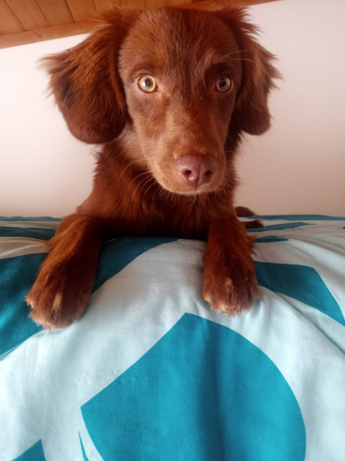 Apolo