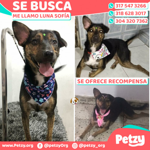 Foto de mascota Luna Sofía