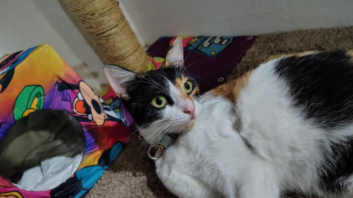 Luna