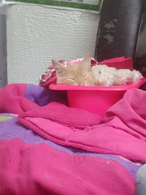 Garfield