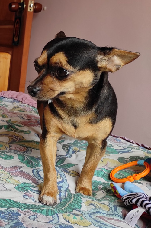Morita