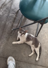 Foto de Mac O Gusgus en Piedecuesta Santander #2
