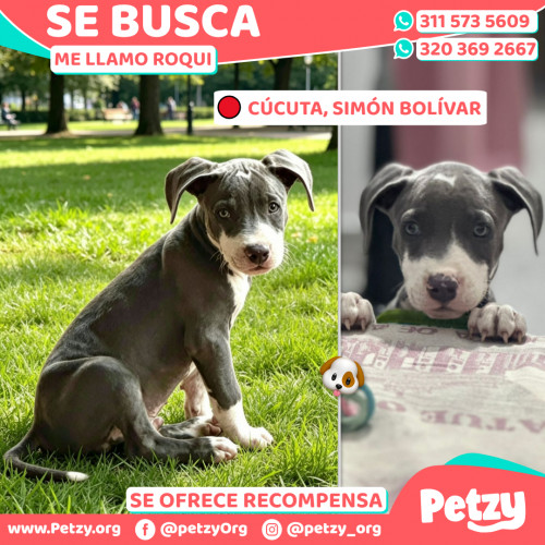 Foto de mascota Roqui