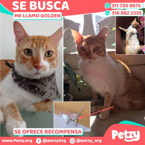 Foto de mascota Golden