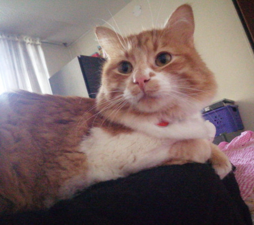 Otis