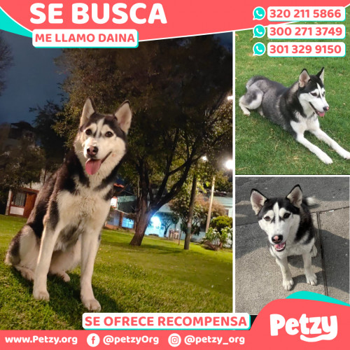 Foto de mascota Daina