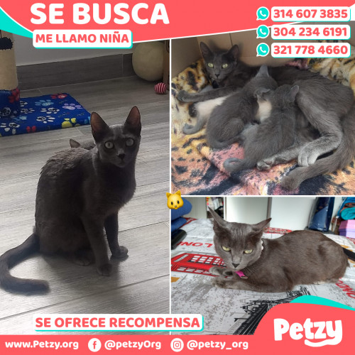 Foto de mascota Niña