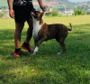 Foto de Gara en Tepic Nayarit #3
