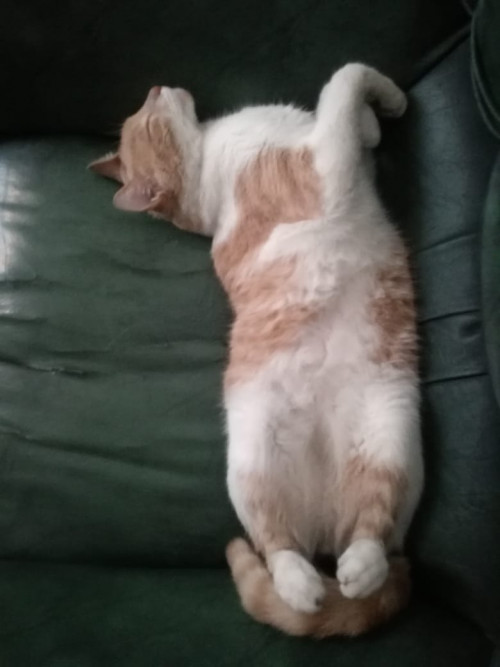 Milo