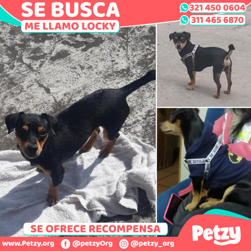 Foto de mascota Locky