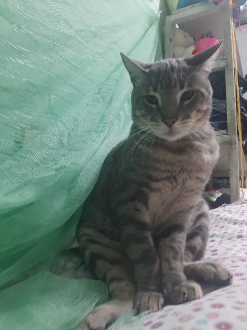 Garfield