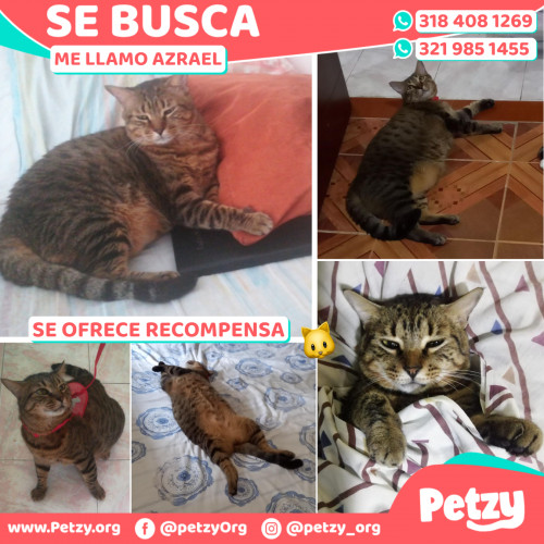 Foto de mascota Azrael