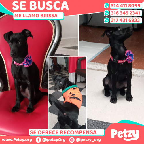 Foto de mascota Brissa