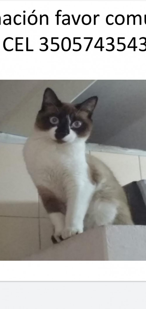 Niña