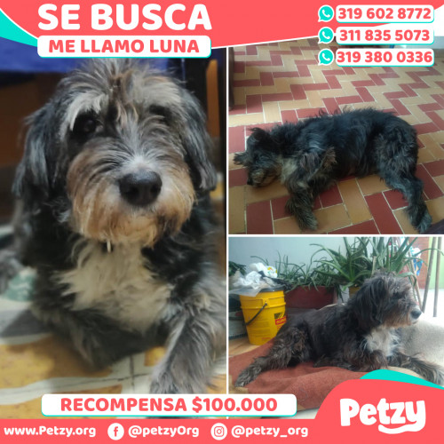 Foto de mascota Luna