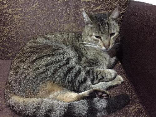 Michi 