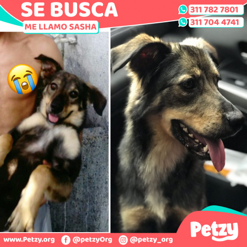 Foto de mascota Sasha