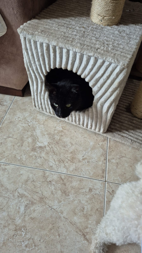 Negrito