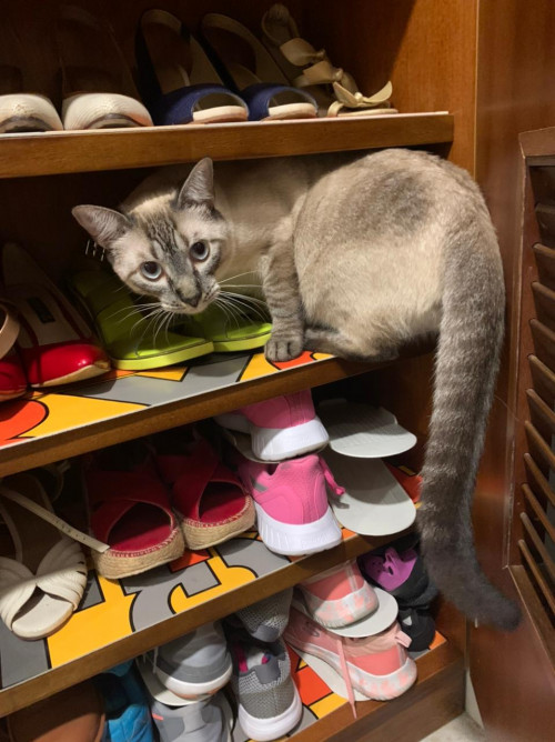 Coco