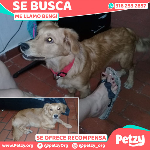 Foto de mascota Bengi