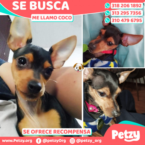 Foto de mascota Coco