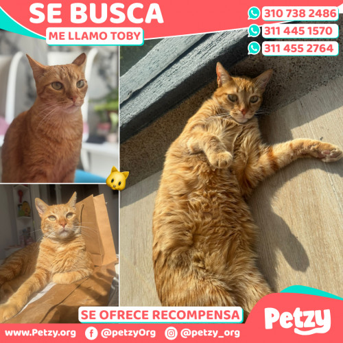 Foto de mascota Toby