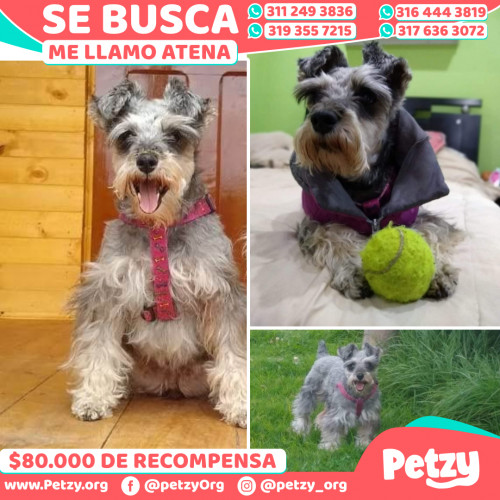 Foto de mascota Atena