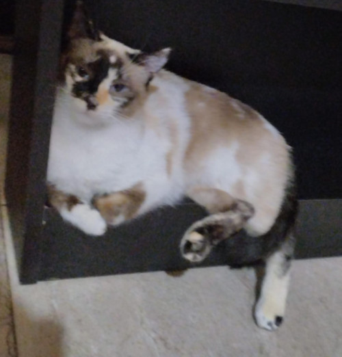 Khalessi