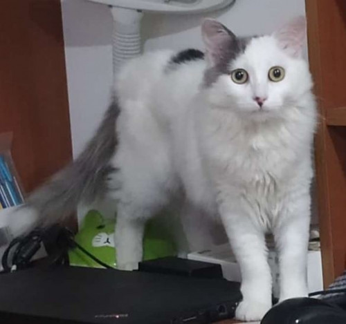 Luna