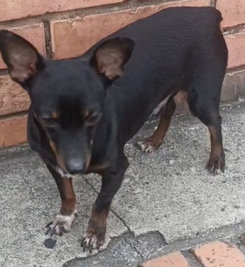 Niño