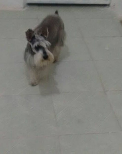 Suky