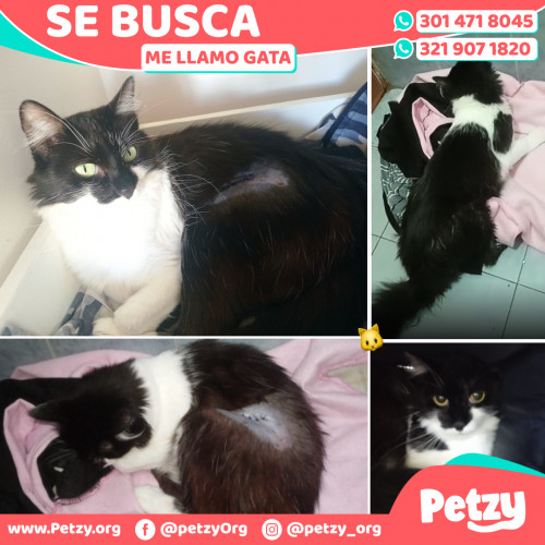 Banner de Gata