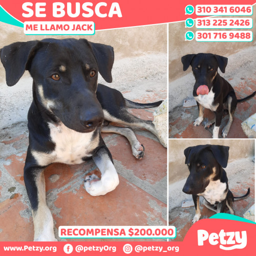 Foto de mascota Jack