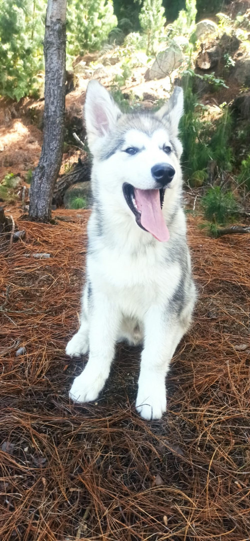 Rex