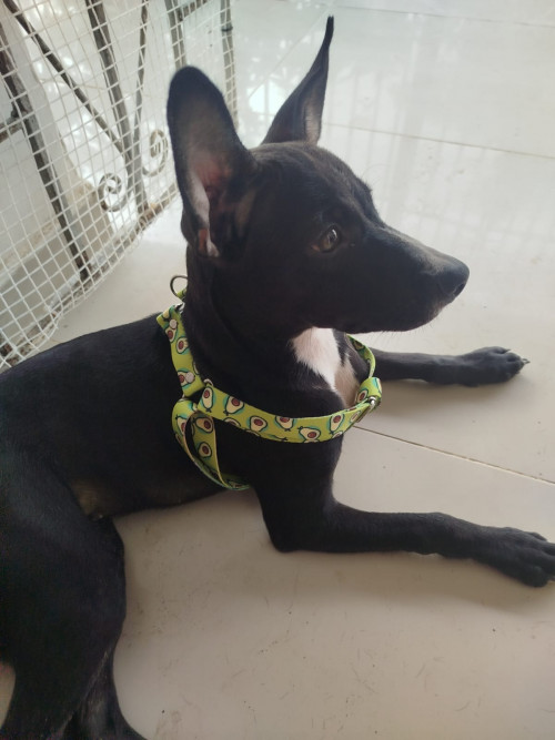 Milo