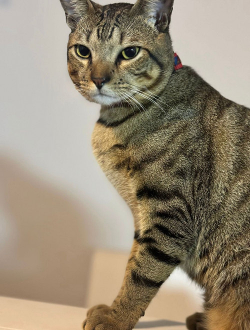 Gato