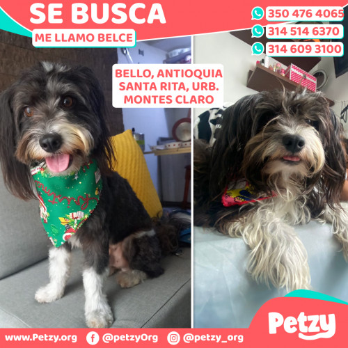 Foto de mascota Belce