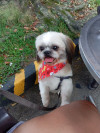 Foto de Loky en Pereira Risaralda #2