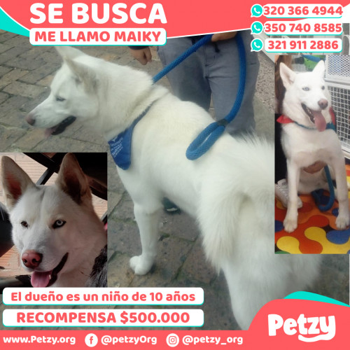 Foto de mascota Maiky