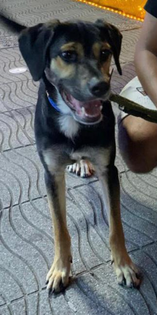 Apolo