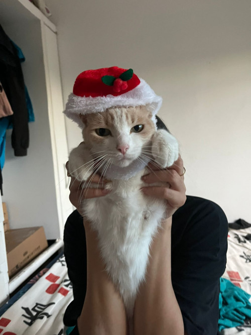 Misifus