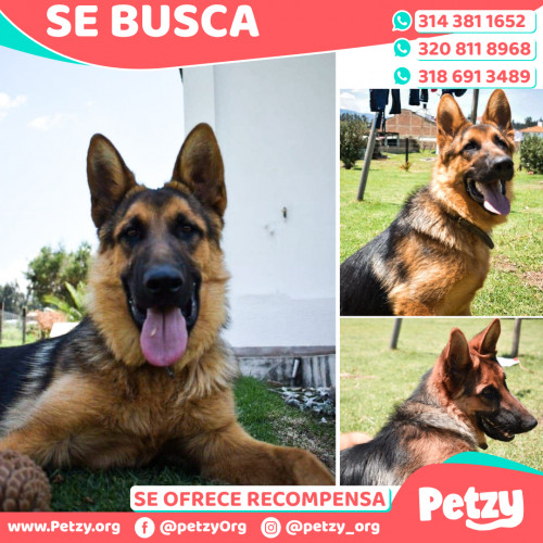 Foto de mascota Chorro