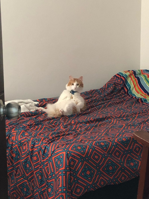 Simba