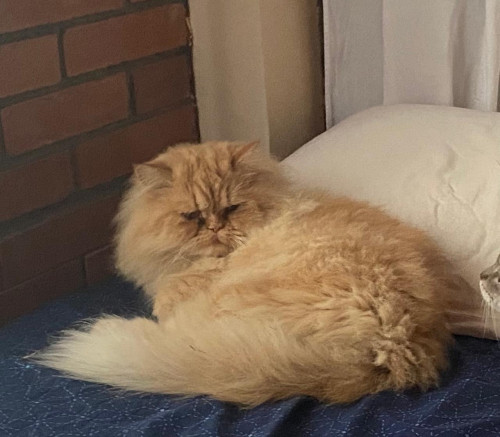 Garfield