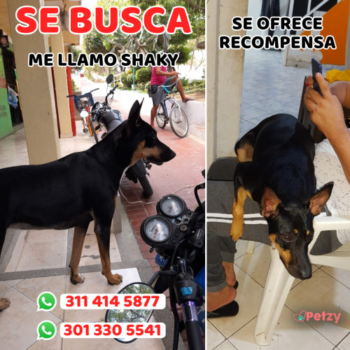 Foto de mascota Shaky