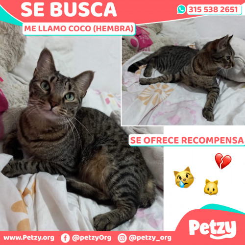 Foto de mascota Coco