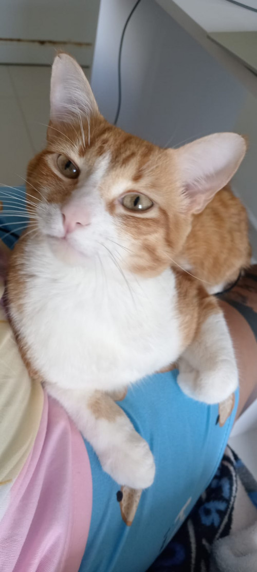 Taiyou