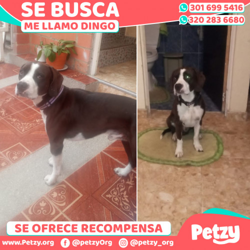 Foto de mascota Dingo